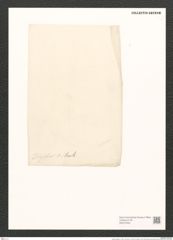 Amphora digitus A. Schm. (de-Toni-Nr.: Genus 36, Species 1573) Zeichnungen Sammlung Grunow (NHMW-BOT-W0370402)